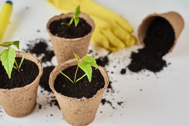 Plante em vaso com solo e luvas amarelas na mesa.