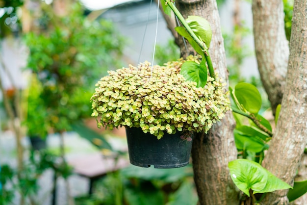 Plante em vaso pendurado em uma árvore