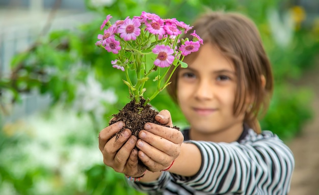 Plante flores no jardim