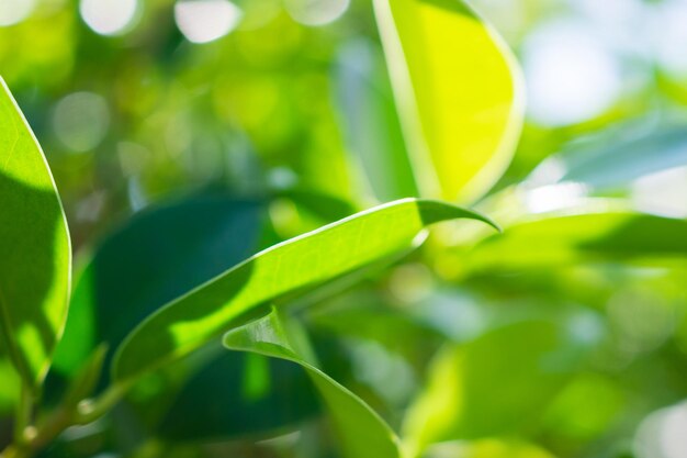 Plante folha verde no jardim com fundo bokeh