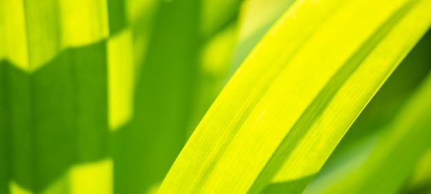 Plante folha verde no jardim com fundo bokeh