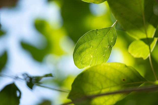 Plante folha verde no jardim com fundo bokeh