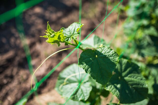 Plante pepino na treliça