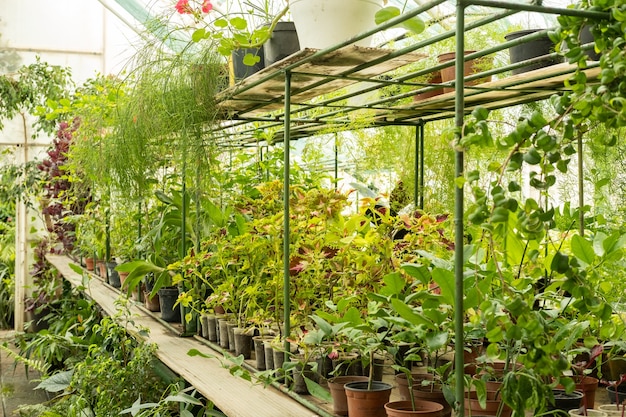 Plante las plántulas en pequeñas macetas de plástico en invernadero. venta  de plantas, plantones y flores para jardinería doméstica.