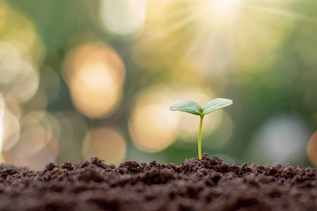 Plante uma muda crescendo no solo na luz da manhã em um fundo natural.