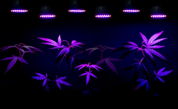 Plante uma muda de cannabis crescendo em um vaso com luz LED para cultivo
