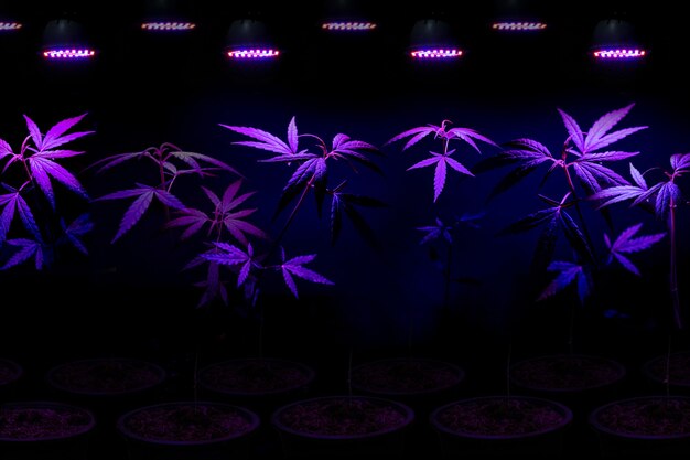 Plante uma muda de cannabis crescendo em um vaso com luz LED para cultivo