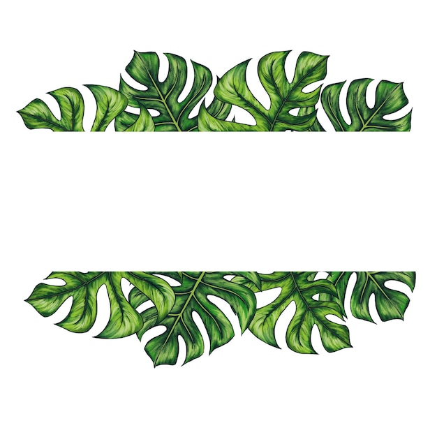 Plantilla cuadrada para texto con hojas de palma tropical monstera Marco o borde con plantas exóticas de la selva tropical Aisladas en blanco Ilustración dibujada a mano realista para el diseño de etiquetas
