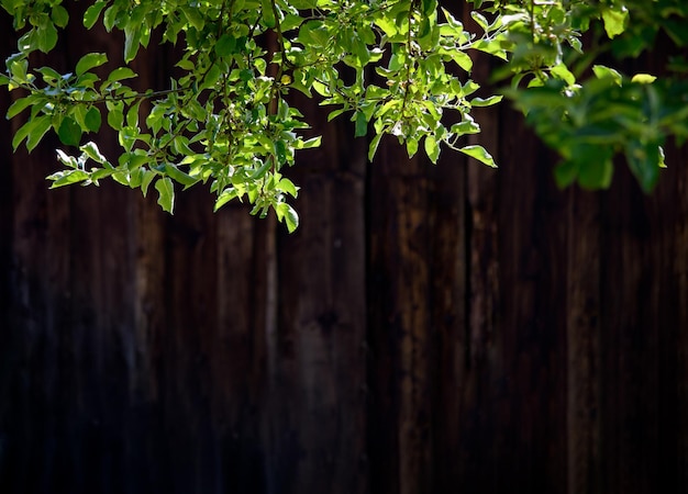 Plantilla exterior rústica natural hojas verdes frescas sobre un fondo de madera oscura con espacio de copia