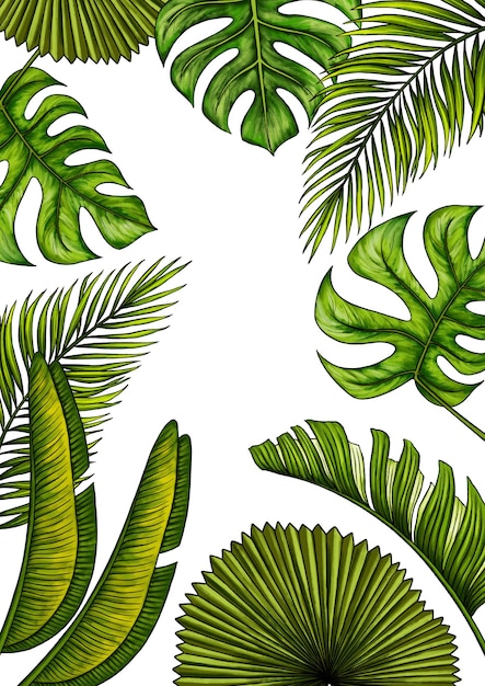 Foto plantilla rectangular a4 para texto con hojas de palma tropical marco o borde con plantas exóticas de la selva tropical aisladas en blanco ilustración realista dibujada a mano para el diseño de la etiqueta