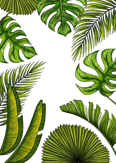Plantilla rectangular A4 para texto con hojas de palmeras tropicales Marco o borde con plantas exóticas de la selva tropical Aisladas en blanco Ilustración dibujada a mano realista para el diseño de etiquetas