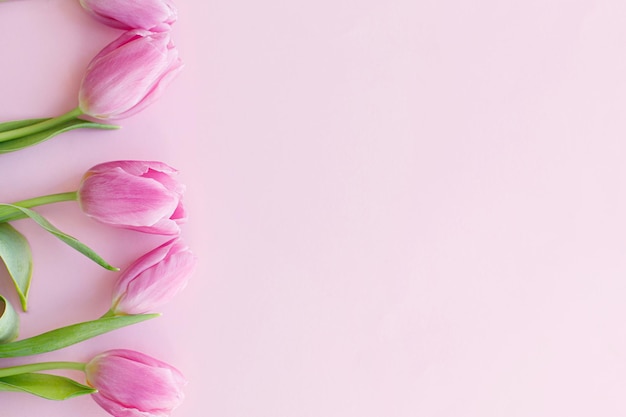 Plantilla de tarjeta de felicitación floral con espacio para texto 8 de marzo Tulipanes frescos planos sobre fondo rosa