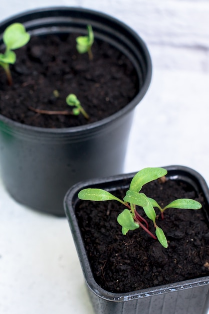 Plantinha brota em plástico preto crescer caixa