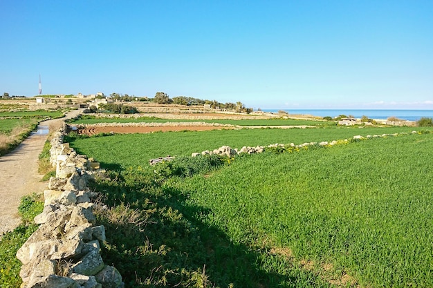 Plantio agrícola de aveia com paisagem rural típica de Malta