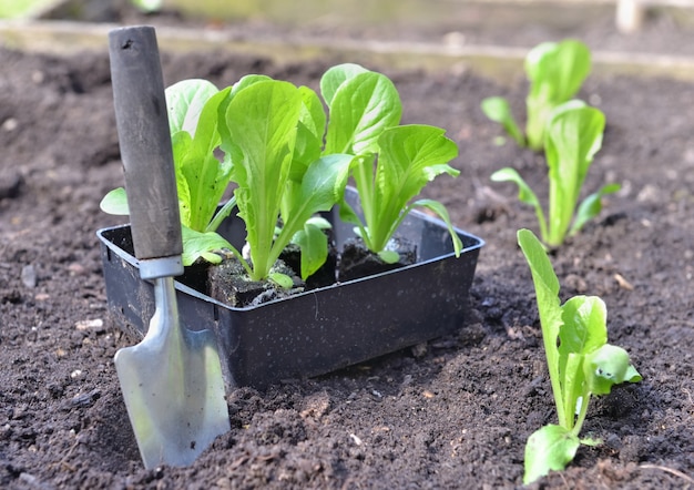 Plantio com pá no solo em jardim próximo a mudas de cultivo de alface