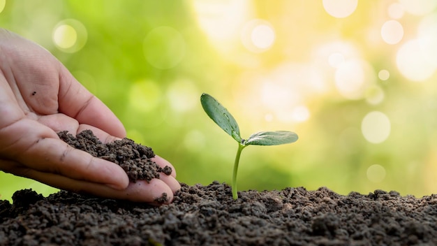 Foto plantio de árvores, incluindo o plantio de árvores por agricultores à mão