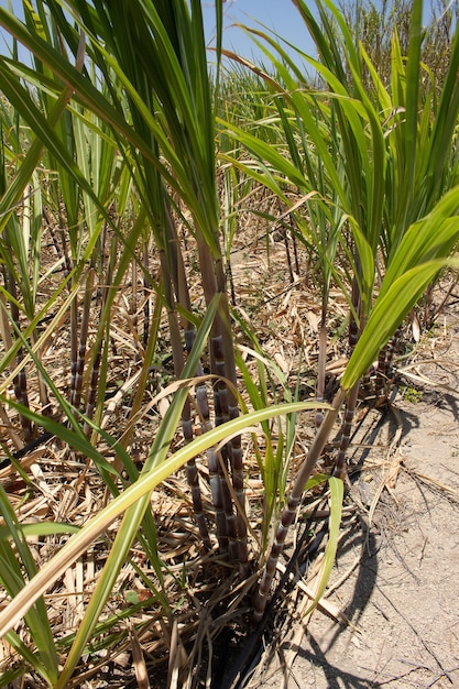 Plantio de cana-de-açúcar em local seco em dia de sol