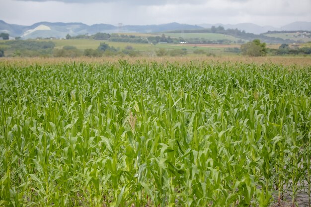 Plantio de milho em fazenda com bela paisagem natural