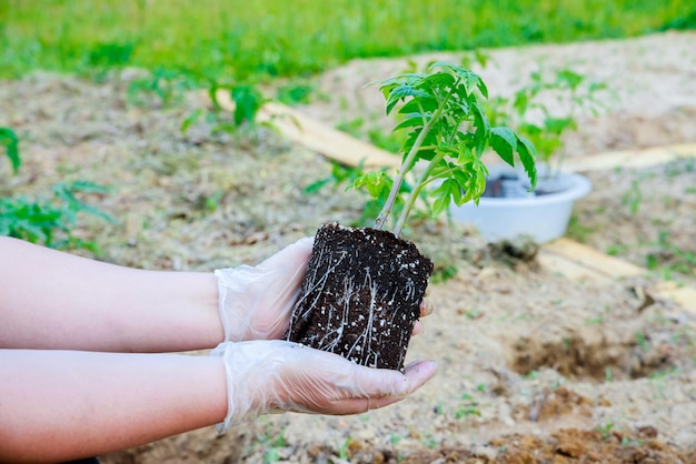 Plantio de mudas de tomate com sistema radicular bem desenvolvido