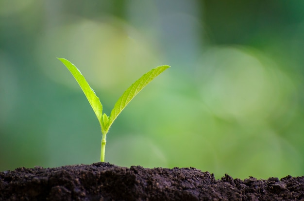 Plantio de mudas jovem planta na luz da manhã no fundo da natureza