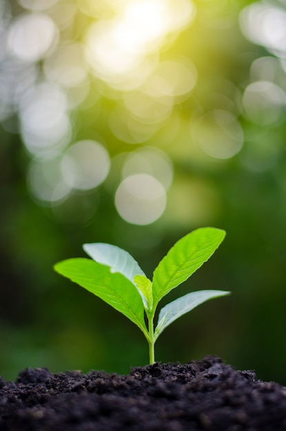 Plantio de mudas jovem planta na luz da manhã no fundo da natureza