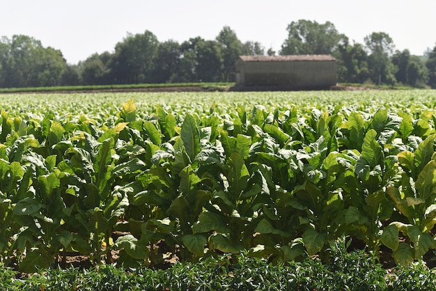 Plantio de plantas de tabaco em terras aráveis na Espanha com um galpão de secagem ao fundo