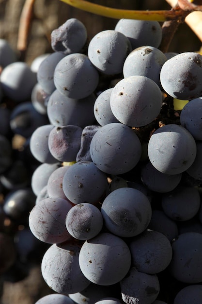 plantio de uvas para a produção de vinho cabernet sauvignon e malbec