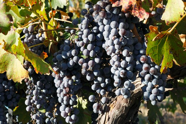 plantio de uvas para a produção de vinho cabernet sauvignon e malbec