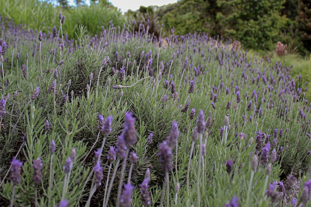 Foto plantio de lavanda