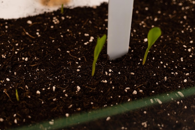 Foto plantita verde, las plantas brotan