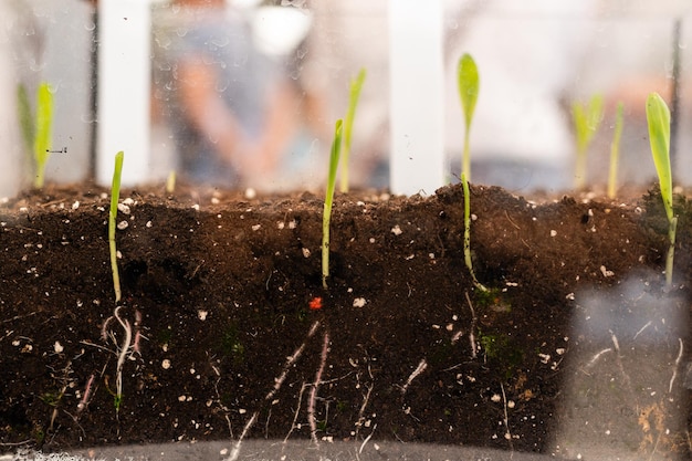 plantita verde, las plantas brotan