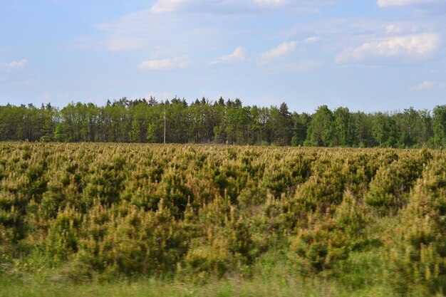 plantó pequeños árboles de Navidad cerca de un bosque denso