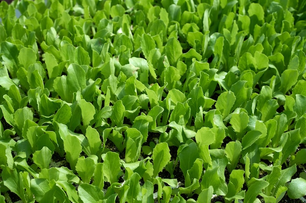 Plantón de lechuga en hileras para la agricultura.