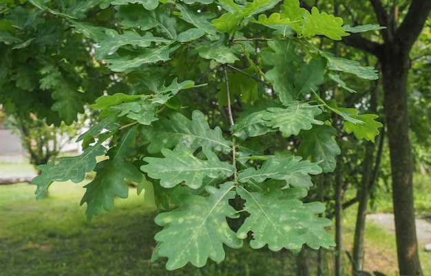 Foto plantón de roble (quercus robur)