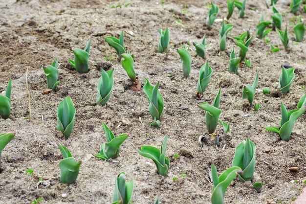 Plantones de flores en una cama en primavera