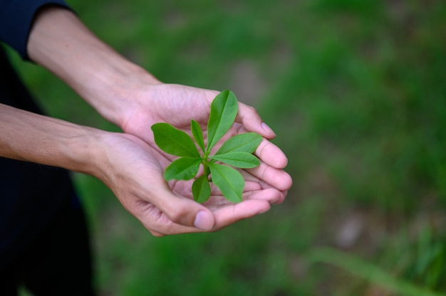 Plantones de hojas verdes puestos en manos de hombres.