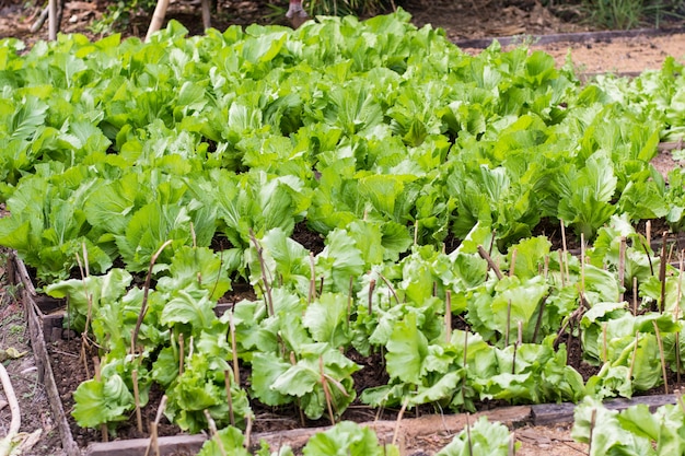 Plantones de lechuga en un campo en asia