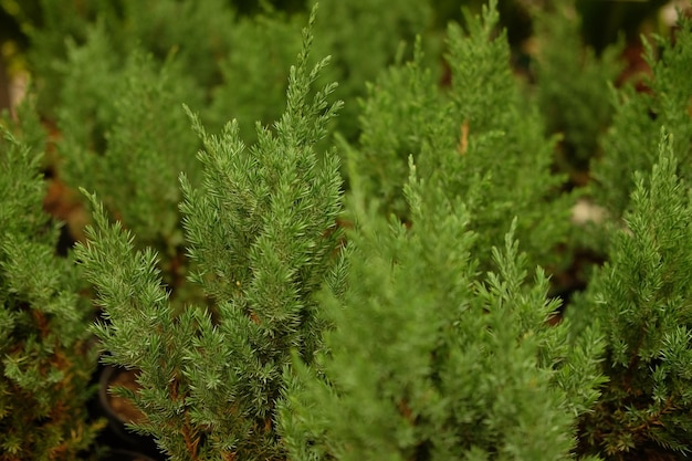 Plantones de pino, abeto, abeto, secoya y otros árboles coníferos en macetas en vivero de plantas