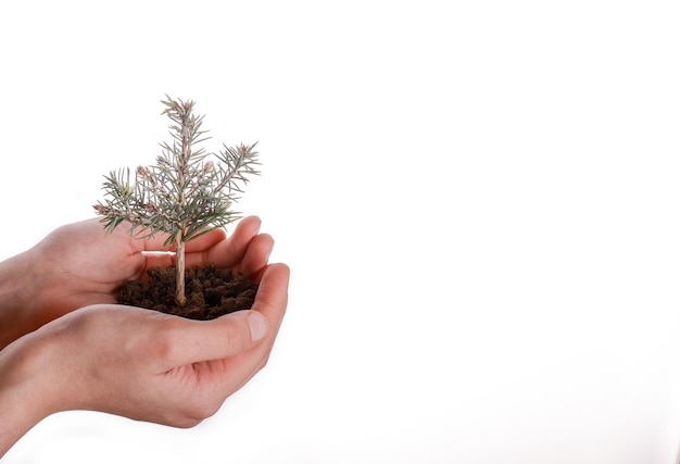 Plántula de árbol en suelo puñado