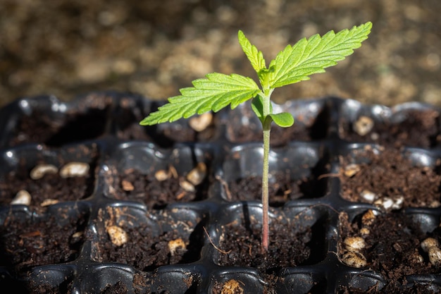 Plántula de arbusto de marihuana de cannabis joven en maceta