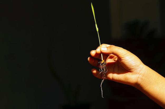 Una plántula de arroz en la mano de un niño con fondos oscuros.