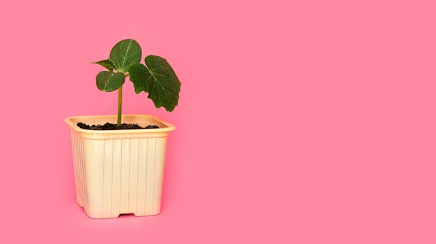 Plántula brote verde de pepino con hojas en una maceta amarilla sobre un fondo rosa.