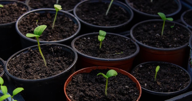 Una plántula joven de pepino fresco se encuentra en macetas de plástico que cultivan pepinos en un invernadero