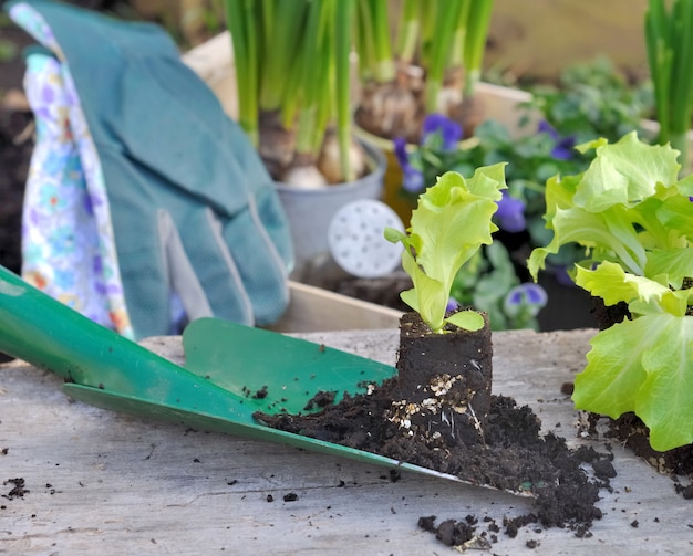 Plántula de lechuga lista para plantar en una pala pequeña