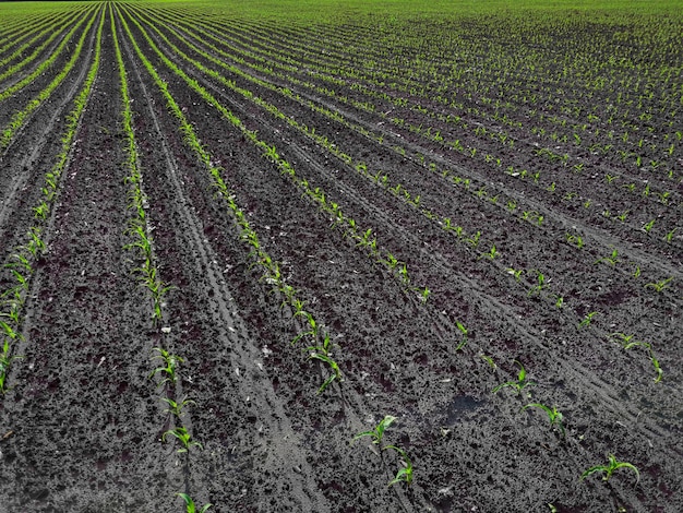 Plántula de maíz en la temporada de lluvias. Los agricultores han plantado.