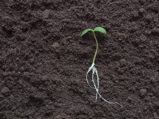 Plántula de pepino tendida en el suelo antes de plantar