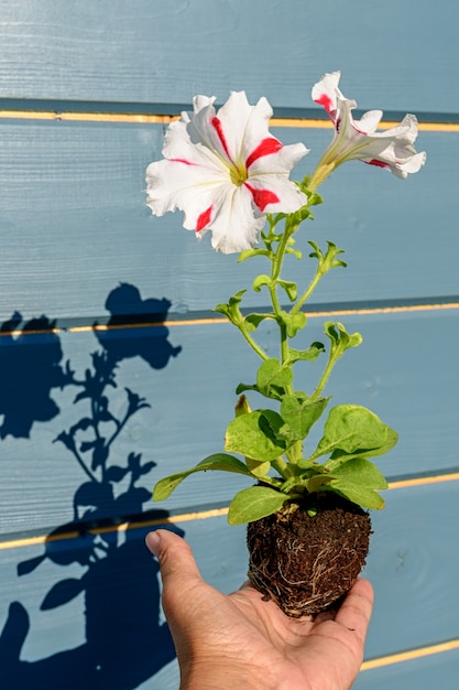 Plántula de petunia con una flor blanca con rayas rojas en manos de un jardinero. Foto de primer plano con sombras y enfoque suave selectivo