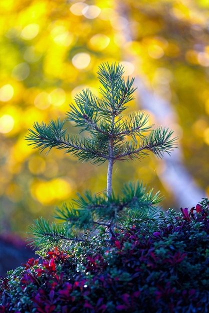 Plántula de pino joven en el bosque de otoño. El sol brilla a través del follaje amarillo.