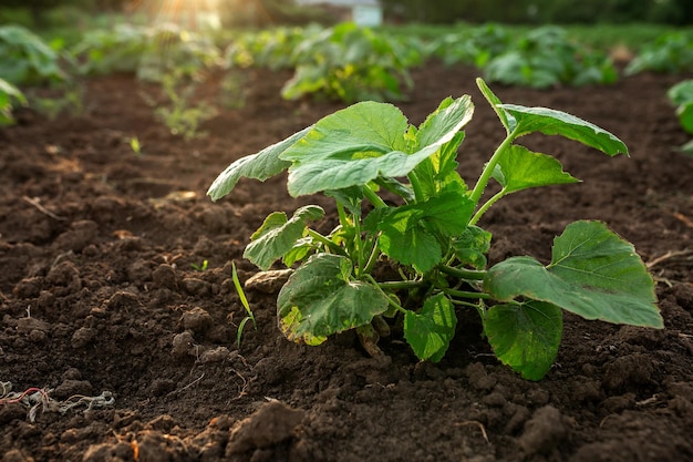 Plántula plantada con garmelon Huerta agricultura negocio rural