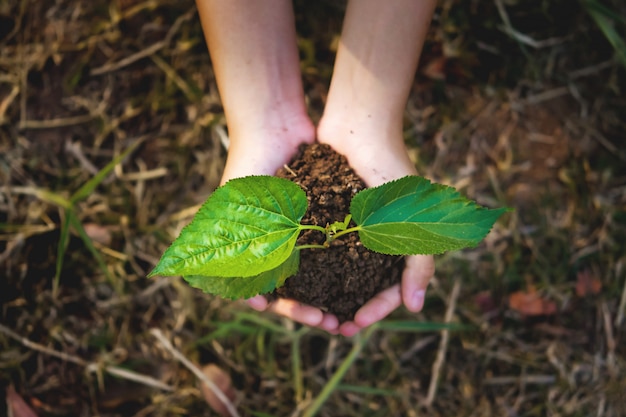 Foto plántula que crece a mano con el fondo de la hierba. concepto ecológico día de la tierra